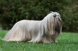 LHASSA APSO 190